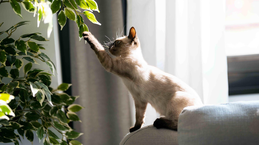um gato filhote brincando com uma planta