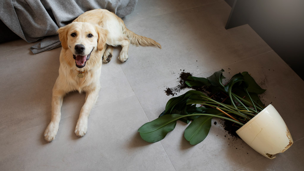 Um cachorro ao lado de um vaso de plantas caído