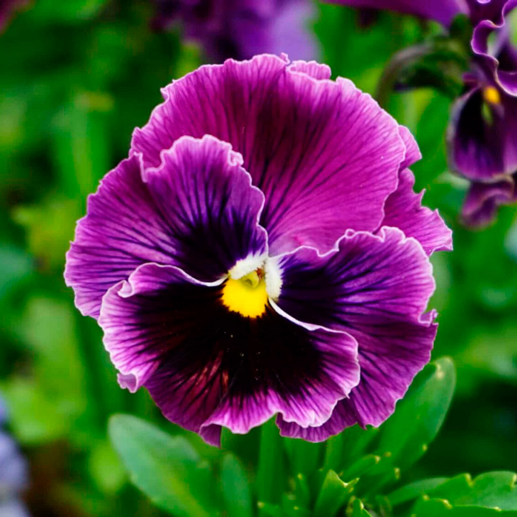 Amor-perfeito (Viola tricolor) – Conhecida por suas flores coloridas, o amor-perfeito é uma planta que pode ser ingerida pelos pets.