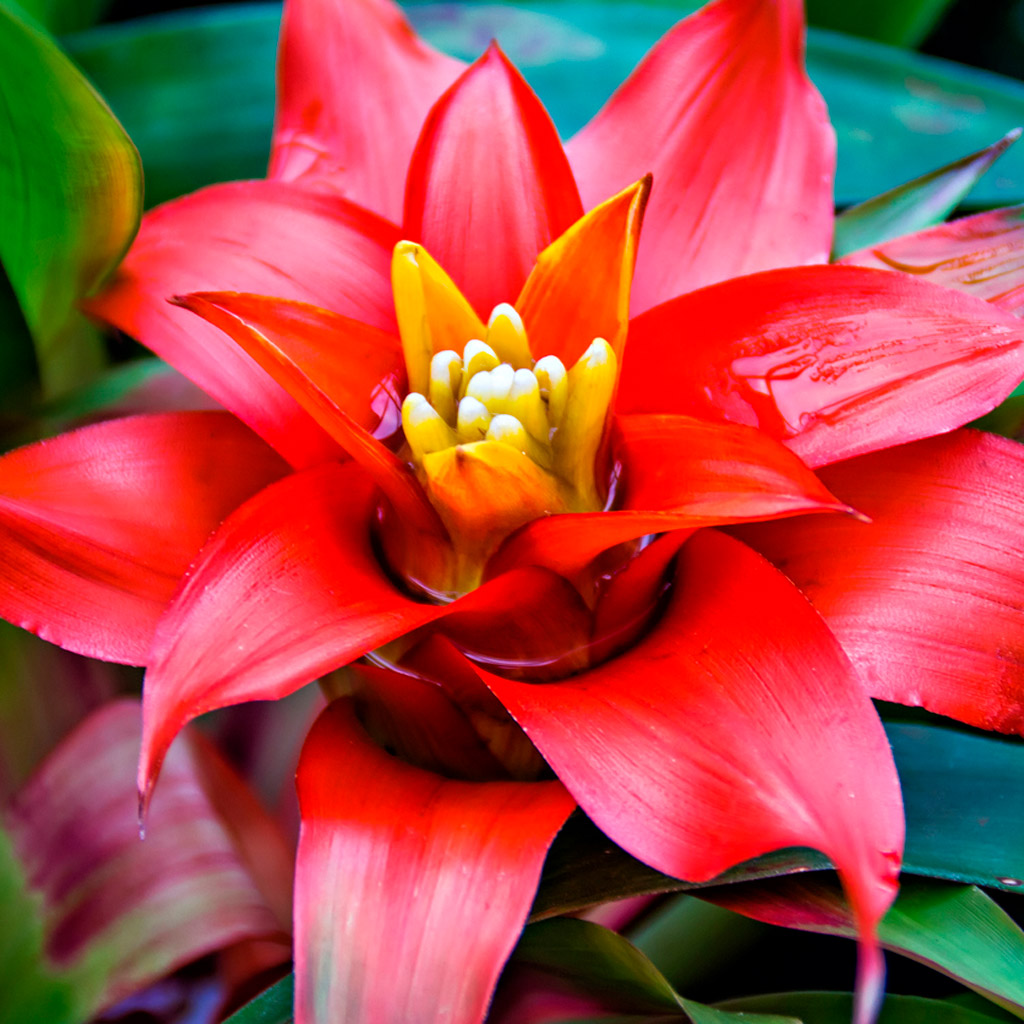 Bromélia (Bromeliaceae) – Além de não causar intoxicação nos animais, a bromélia é de fácil cultivo e não demanda muita luz do sol. Ou seja, ela é ideal para se ter dentro de casa.