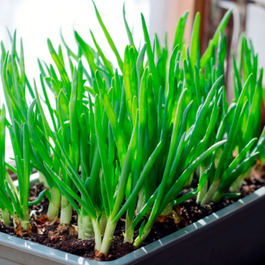 Cebolinha (Allium schoenoprasum) – Utilizada como tempero, a cebolinha pode causar problemas gástricos e até anemia nos cães. Trata-se, assim, de outra plantinha da horta que deve ser cultivada com cuidado redobrado.