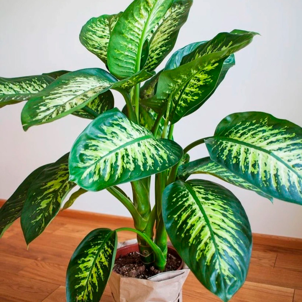 Comigo-ninguém-pode (Dieffenbachia seguine) – Planta muito comum nas casas, principalmente devido às crendices populares, o comigo-ninguém-pode causa irritação nas mucosas, machucados e até asfixia nos animais.