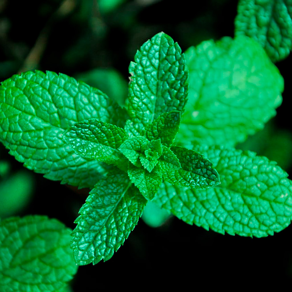 Hortelã (Mentha spicata) – Devido ao cheiro agradável, a hortelã ajuda a reduzir o mau hálito dos animais, além de contribuir para a digestão dos alimentos, sendo uma boa dica para quando pets estiverem com dores no estômago.