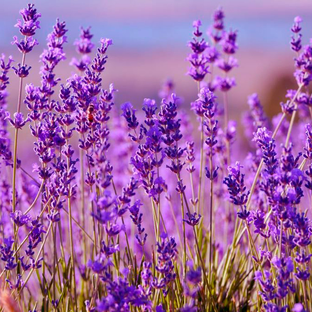 Lavanda (Lavandula spp) – Por ser aromática, a lavanda dá um toque especial na decoração da casa e pode ficar perto dos pets sem grandes preocupações.
