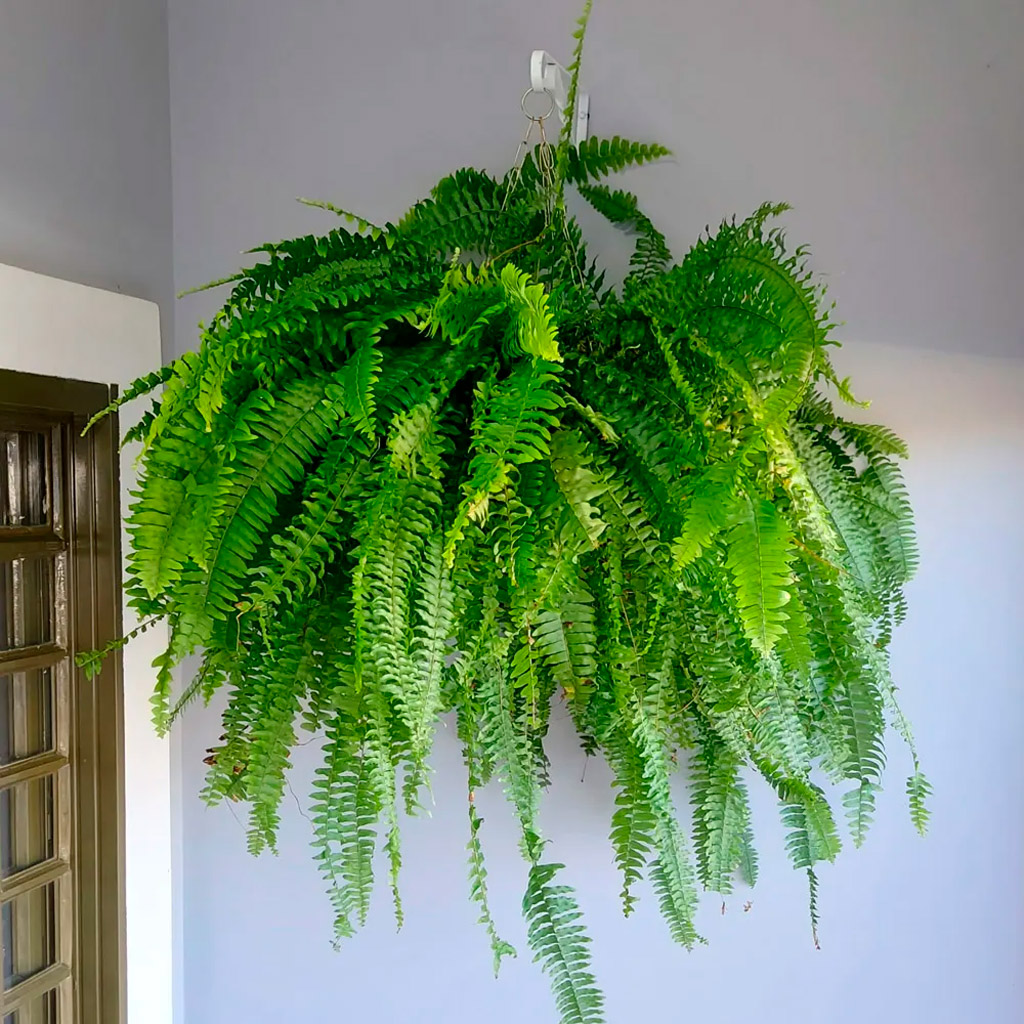 Samambaia (Pleopeltis pleopeltifolia) – Uma das plantas mais perigosas para os pets, podendo causar diarreia, vômitos e hemorragias. Ao notar esses sintomas, leve o animal o mais rápido possível ao veterinário.