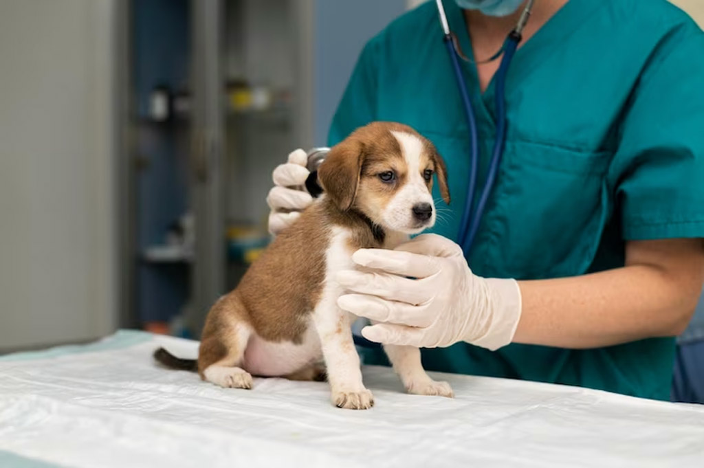 um veterinário está examinando um cachorro filhote.