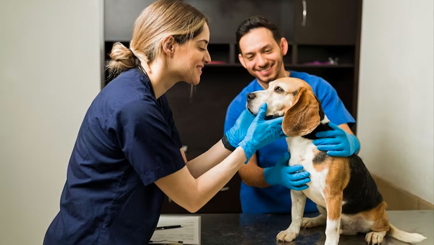 uma veterinária está examinando um cachorro beagle no consultório.