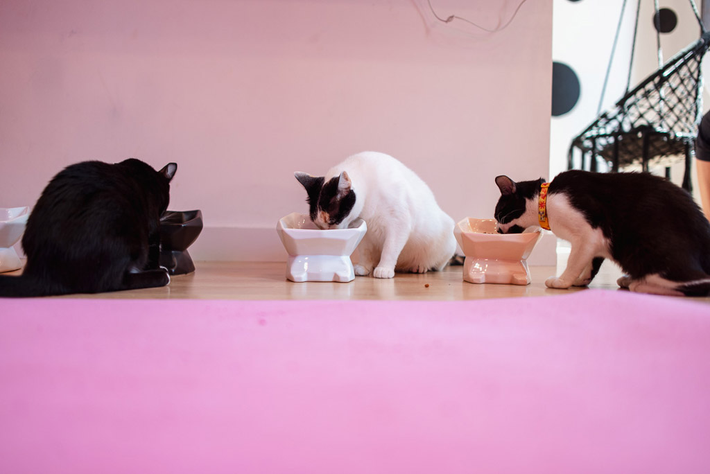 Três gatos comendo ração