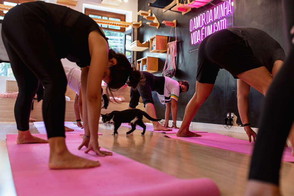 Um gato entre pessoas praticando yoga