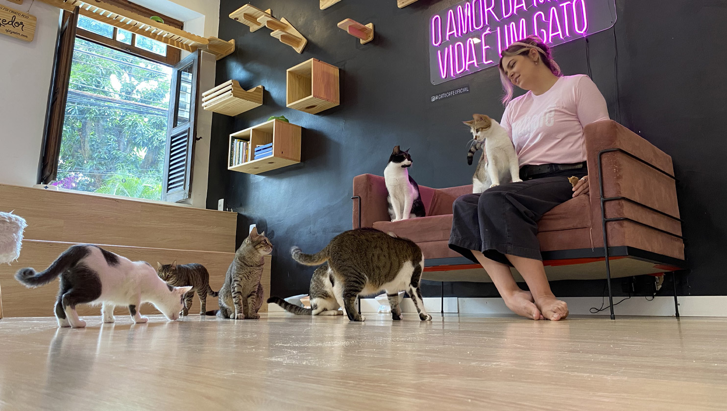 Uma mulher sentada em uma poltrona junto a vários gatos