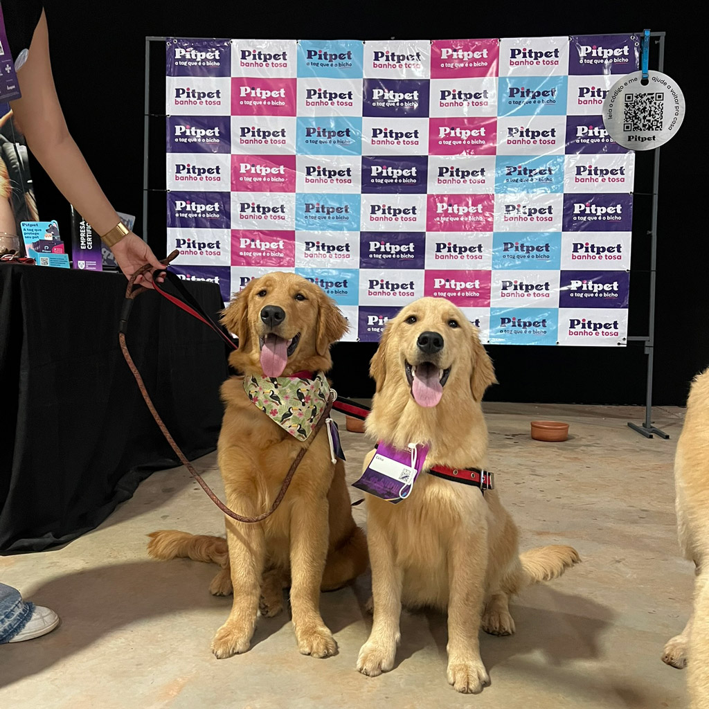 Dois cachorros da raça golden retriever em frente a um backdrop da marca "Pitpet"