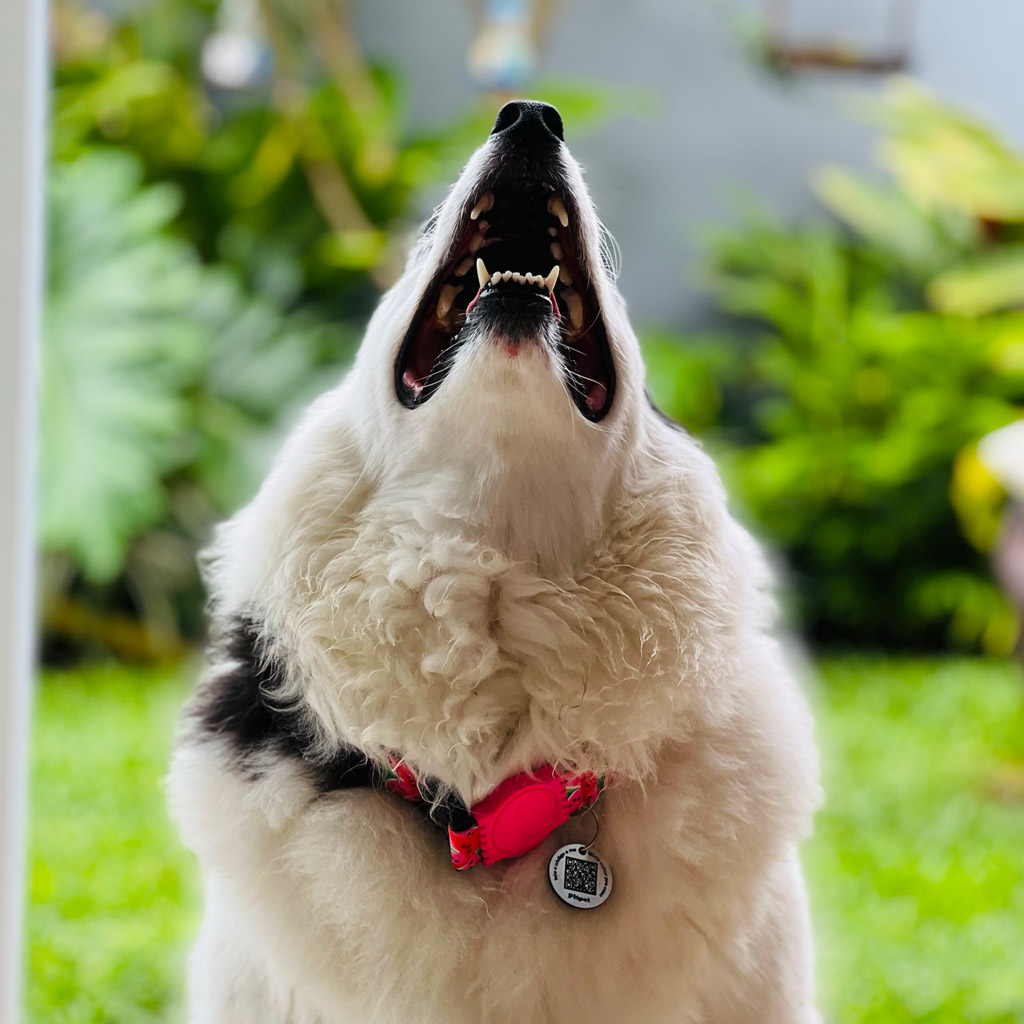 Uma cachorra uivando e exibindo sua coleira com uma tag.