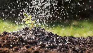 Uma planta sendo irrigada.